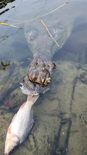 A fish-eater that won’t take a bite!🐊❤️💚 #gharial #crocodile #animals | Snake Rescue and Conservation Centre