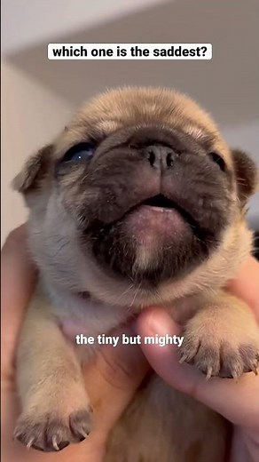 Puppies crying compilation 😭 #shorts