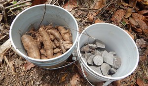 Propagate Yams the Easy Way with Yam Minisetts | The Survival Gardener