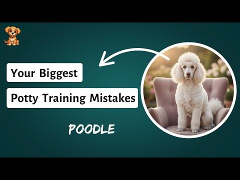 You're Training Them WRONG. This is Why Your "Poodle" is Taking Longer to Potty Train