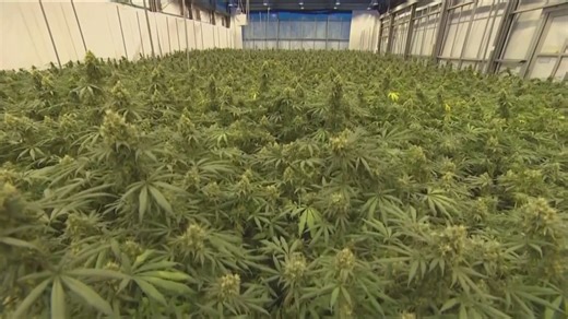 CA lowers cannabis tax to help dispensaries compete with illegal market