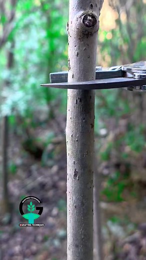 322K views · 827 reactions | Persimmon plant grafting | Grafting fruit plants | Successful grafting techniques #plants #gardening #reels | Easy Grafting Techniques | Facebook