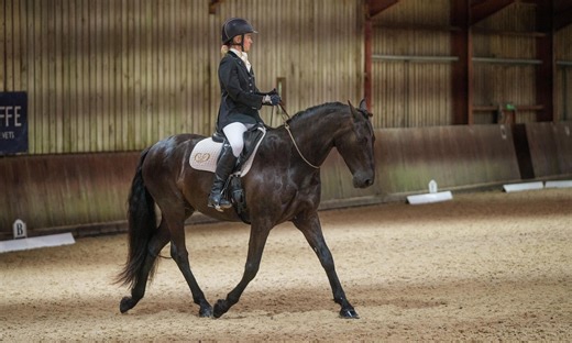 Bridleless horse in dressage competition - what the horse world is talking about