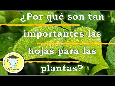 Why are leaves important for plants?