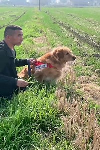 The Golden Retriever Doudou who grew up eating grass | DOG LOVER