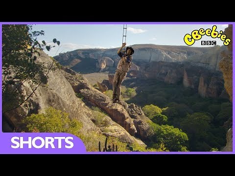 CBeebies | Andy's Safari Adventures | Capuchins