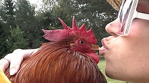 18K views · 636 reactions | Rooster's dog-like behavior convinces woman to become... We interviewed instagram.com/this.issanaz for this video produced exclusively by GeoBeats. | GeoBeats Animals | Facebook