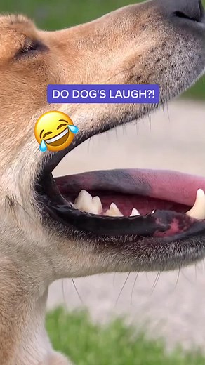 So do they? 👀 #dog #laugh #doglover #dogtok #doglaugh #doglaughter #dogfacts #dogeducation #dogfactspeopledidntknow