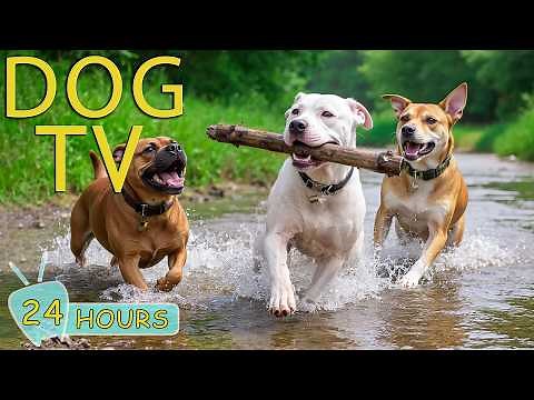 DOG TV: Best Videos Entertain & Anti-Anxiety for Dogs to Watch All Day - Ultimate Music for Dogs