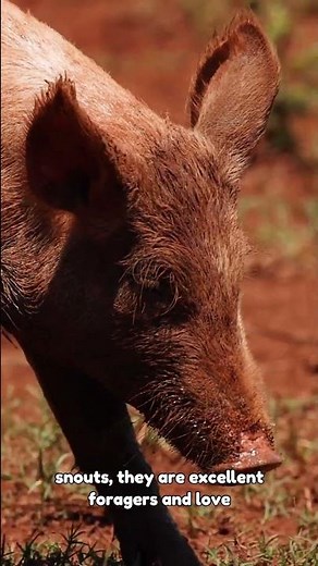 The Wonderful World of Pigs