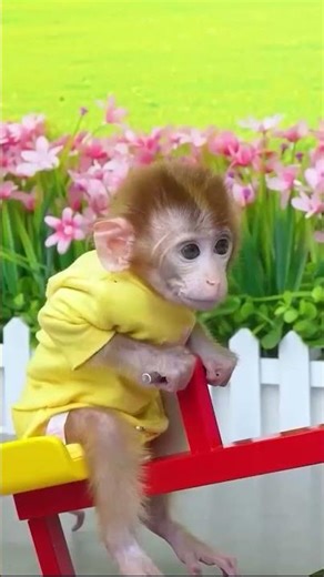 #monkey #animalshome #monkeyfunnyvideos #kidsvideos #monkeybabyshark #monkeybonbon #kidseducation