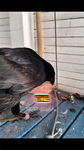 The Bird with an Engineering Degree! 🐦🧠 #shorts #intelligence #birds #amazing