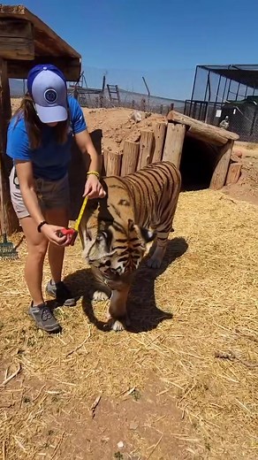 38K views · 1.7K reactions | And there you have it! #tiger #zion #bigcat #animals #cat #bigboy_6947664731314326789 | Brittney & Zion | Facebook