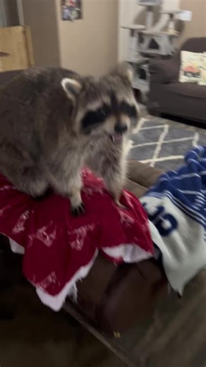 We are easily entertained 😂#raccoonsoftiktok #raccoon #foryoupage #oklahoma