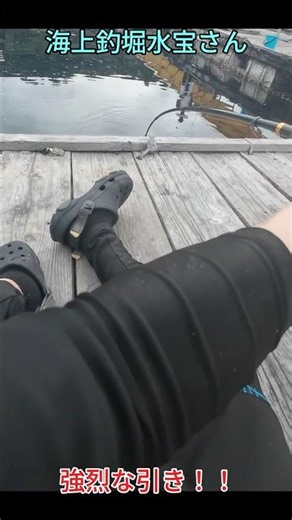 【海上釣堀】イシダイの強烈な引き #水宝 #fishing