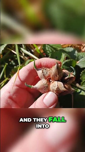Egyptian Walking Onions Propagating & Replanting Guide