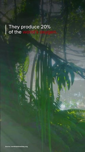 Capturing the Pulse of the Planet: Canon Celebrates World Rainforest Day