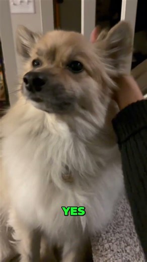 The Joy of Petting: Simple Pleasures Evident