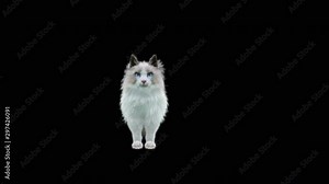 Cat CG fur 3d rendering animal realistic CGI VFX Animation Loop composition 3d mapping cartoon, (with Alpha matte)