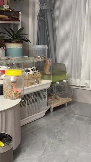 phát hiện 1 nghi can muốn trốn nhà #hamster #hamsterhoinach #chuothoinach