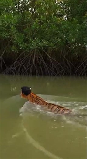 🎥 On Camera Recording 🐅Tiger Attack on Fisherman Boat in Sundarban 🌊 #TigerAttack #Tiger