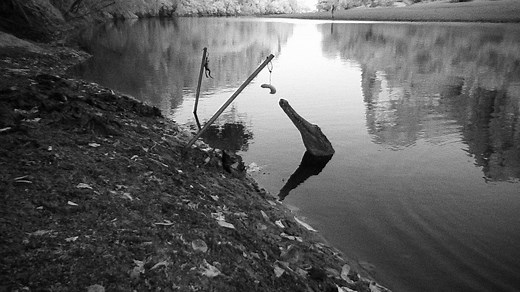 To save wild crocodiles in Australia, scientists gave them food poisoning