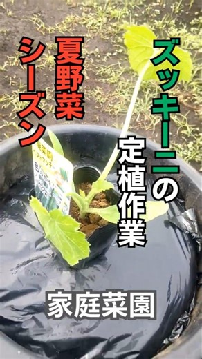 【家庭菜園】夏野菜！ズッキーニの定植作業 #家庭菜園 #ガーデニング初心者 #農業 #shorts #観葉植物