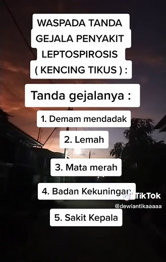Tanda dan Gejala Penyakit Leptospirosis (Kencing Tikus)