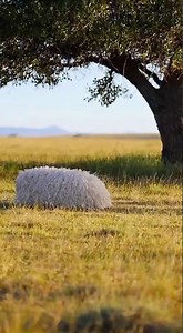 Pitbull Napping in a Sheep Disguise 🐑Two Wolves Think It’s Lunch — Until Eye Contact Gets Awkward