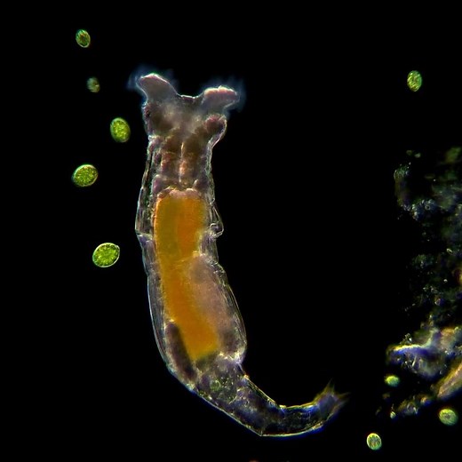 82K views · 670 reactions | The rotifer's most distinctive feature is the presence of a ciliated structure, called the corona, on the head. The coronal cilia acts like a vaccum and sweeps food into the mouth. #MicroscopicMonday 匿by Martin Kaae Kristiansen (My Microscopic World) | Science Channel | Facebook