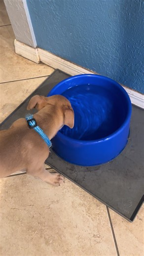 Drinking from the pool #puppy #scooby #tiktokpets