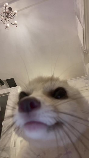 Adorable Fennec Fox Compilation | Funny and Cute Fox Moments