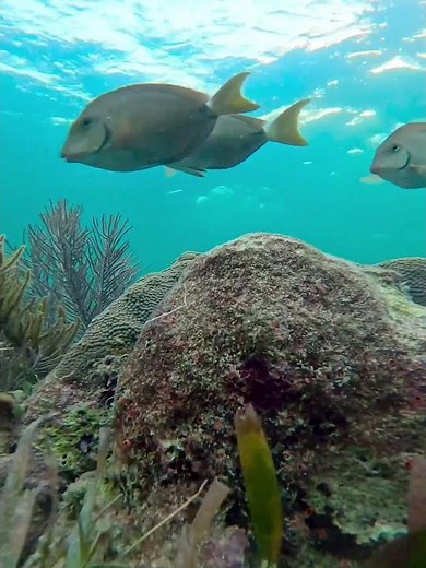 Life in the coral reef neighborhood of an octopus #octopus #pulpo #coralreef #arrecifedecoral