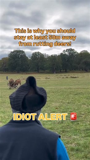 Idiot alert! 🚨 This is why you should always keep at least 50m away from rutting red deers. | Adam Thomas