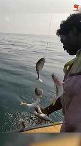 Back to Back Yellowtail Scad Caught in the Sea #fishing #fishingvideos #fishingtime | Neerulagam