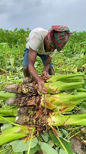 211K views · 1.3K reactions | Digging Gold! The Incredible Edible Root Journey. | FoodStuff | Facebook