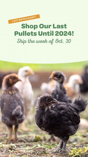 Last Batch Of Pullets Until 2024! 🚨 Jumpstart your flock and get eggs faster! With 6-week-olds, you’ll shorten your wait for eggs, and save some time on the special care that day-olds need. Our 6-week-old chickens are ready to live outdoors, requiring no heat or special care. They’re vaccinated against Marek’s disease and MG, floor-raised, socialized with humans, and best of all the minimum order is just 2! 🎉🥳 Our latest batch includes Frizzle Easter Eggers, Bielefelders, Black Copper Marans,