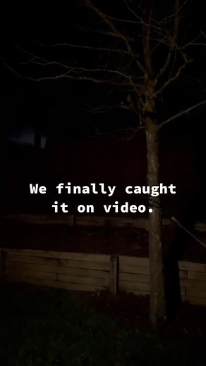 Mysterious Screams in the Woods | Caught on Video