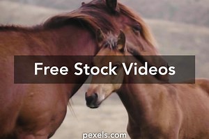 Free Ethical Hacking 4k Wallpaper Videos