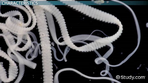 Cestodes | Definition, Class & Life Cycle