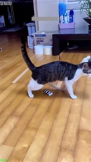 Talking Cat misses jump badly - Viral Content 🎥 Mini Movie!