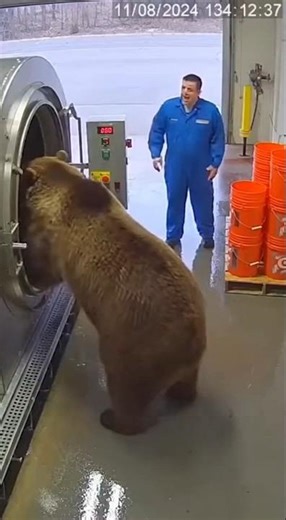 Bear Shot Out of Giant Washer 🧼😱