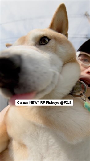 Canon RF 7-14mm for VR180? Why It Matters