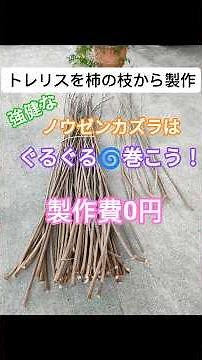 diy自作『剪定枝でトレリス』ノウゼンカズラや朝顔、アイビー等など…伸び過ぎるツル植物はぐるぐる🌀巻きつけちゃおう！製作費0円 簡単格安 ガーデニングプランター ハンドメイド天然素材トレリス