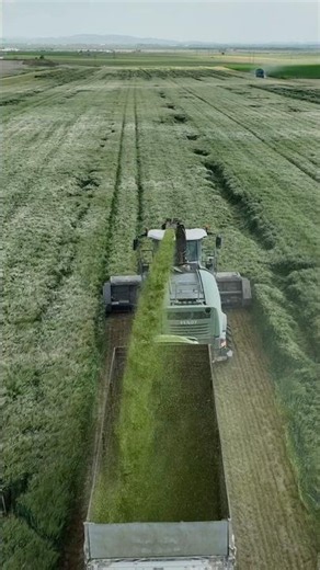 Barley silage