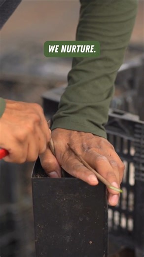 At Stark Bro's in our scion orchard, we grow a wide range of cultivars, offering diversity and preserving heritage.🌳 We hand-select and graft the finest cuttings to provide trees of the highest quality. It’s a tradition we’ve nurtured for over 200 years, perfected through generations. | Stark Bro's Nurseries