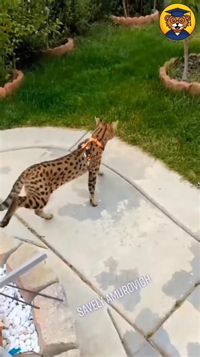 13K views · 112 reactions | The 5 Most Expensive Cats In The World! #AnimalFacts #cats #catfacts | Be Animal Facts | Facebook