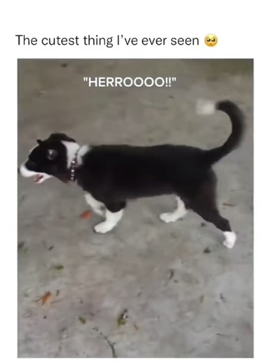 Cutest and Funniest Dogs Compilation 2023