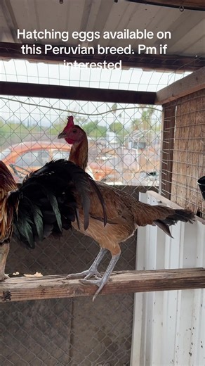 Bakuran PeruviaN Breeding on TikTok