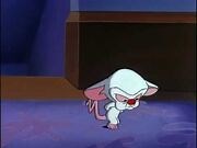 Pinky and the Brain- Sad Brain Song